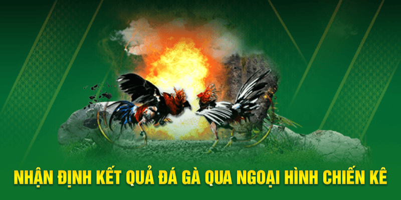 Nhận định kết quả đá gà qua ngoại hình chiến kê